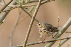 &auml;ngspipl&auml;rka