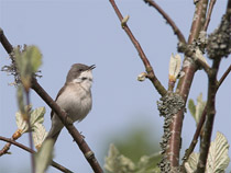 &auml;rts&aring;ngare