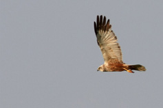 brun k&auml;rrh&ouml;k