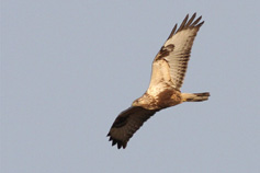 fj&auml;llvr&aring;k