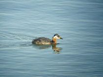 gr&aring;hakedopping