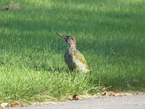 gr&ouml;ng&ouml;ling