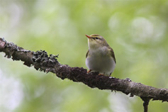 gr&ouml;ns&aring;ngare