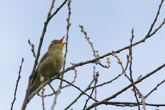 h&auml;rms&aring;ngare