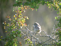 h&ouml;ks&aring;ngare