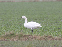 mindre s&aring;ngsvan