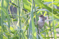 r&ouml;rs&aring;ngare