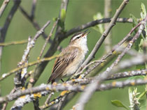 s&auml;vs&aring;ngare