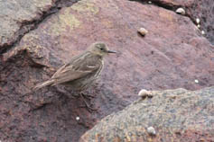 sk&auml;rpipl&auml;rka