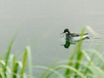 smaln. simsn&auml;ppa