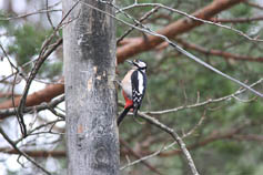 st&ouml;rre hackspett