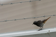 svart r&ouml;dstj&auml;rt