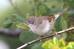 t&ouml;rns&aring;ngare