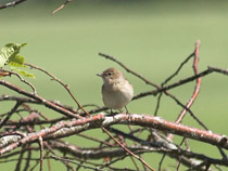 tr&auml;dg&aring;rdss&aring;ngare