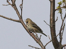 tr&auml;dpipl&auml;rka