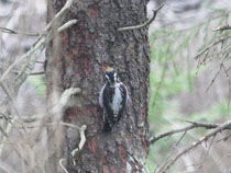 tret&aring;ig hackspett